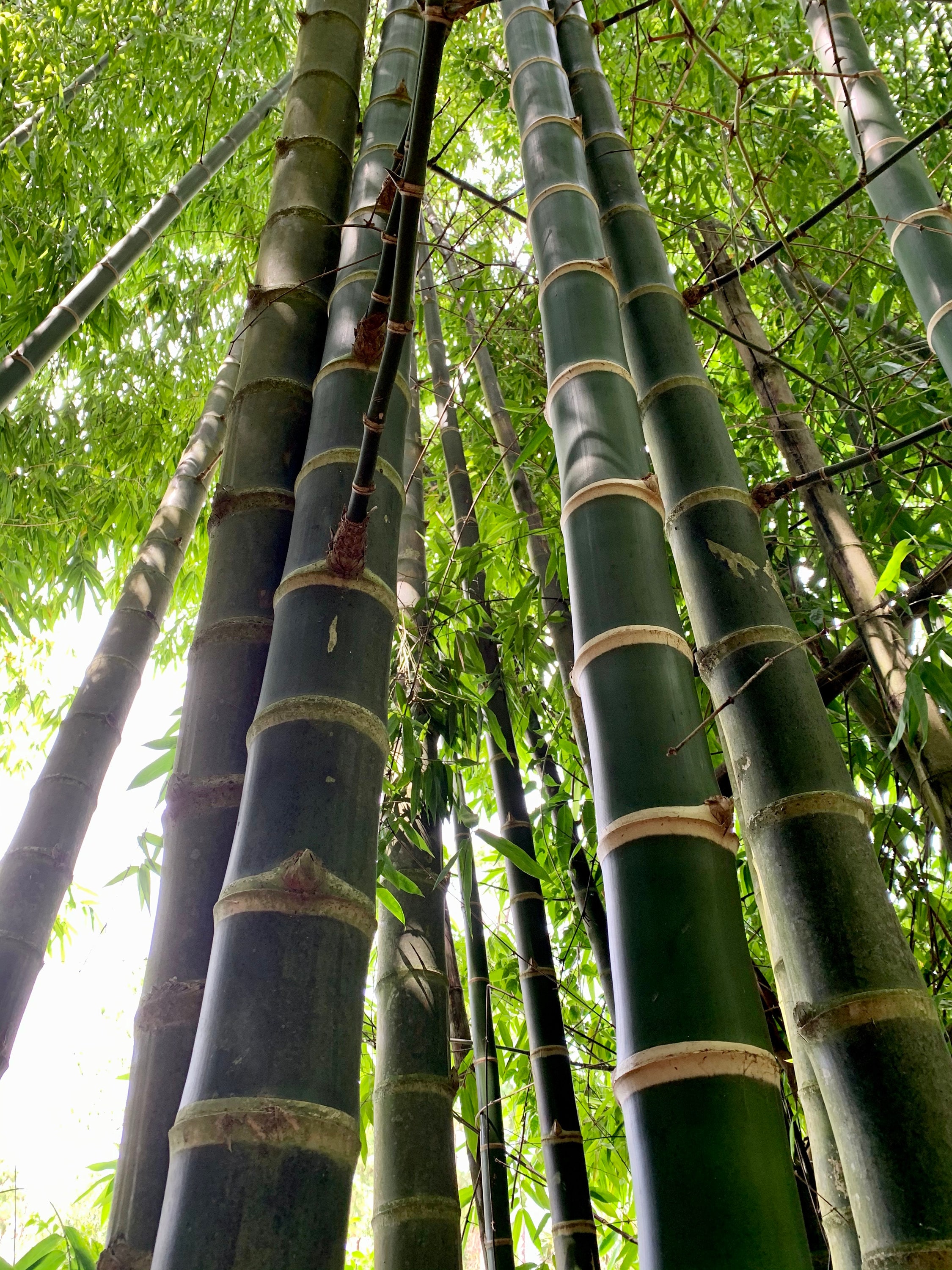Guadua Bamboo - Guadua angustifolia **CLUMPING** - Etsy sterreich