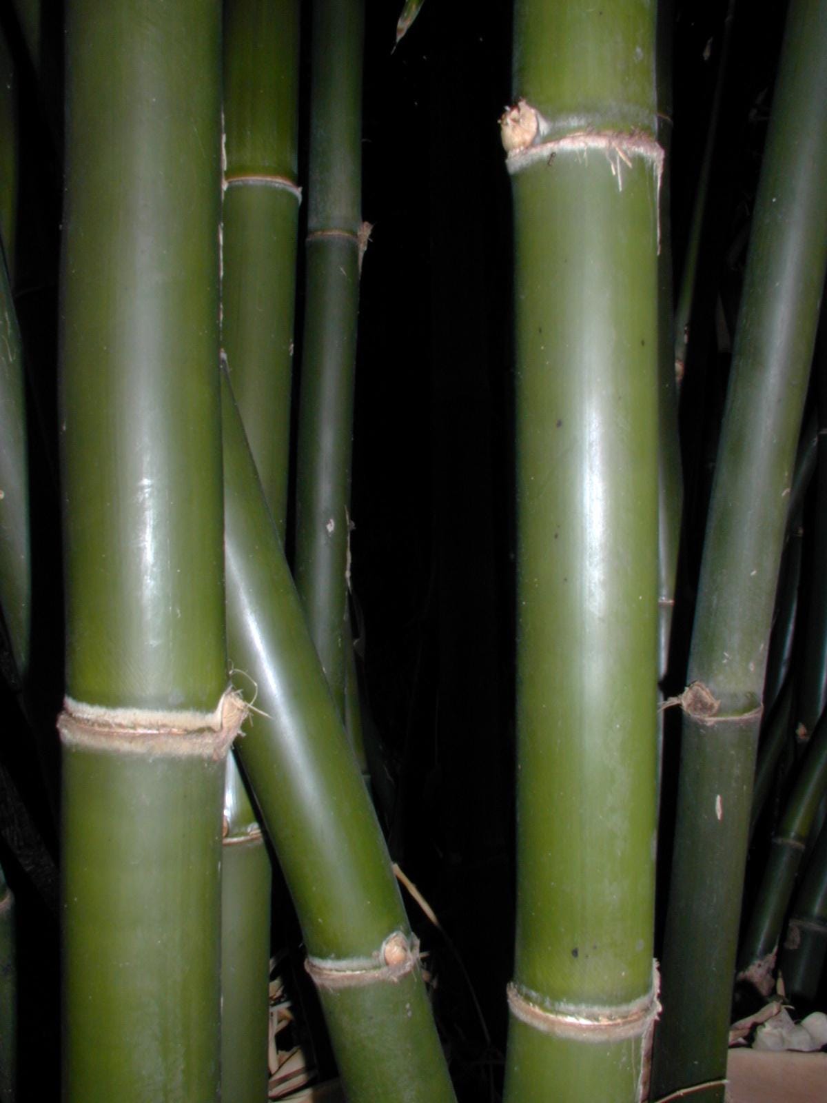 bambus dampfgarer kaufen Behälter Mini Dampfgarer 'Bamboo' Ø 8X6 Cm Natur Bambus (10 Einheit) -