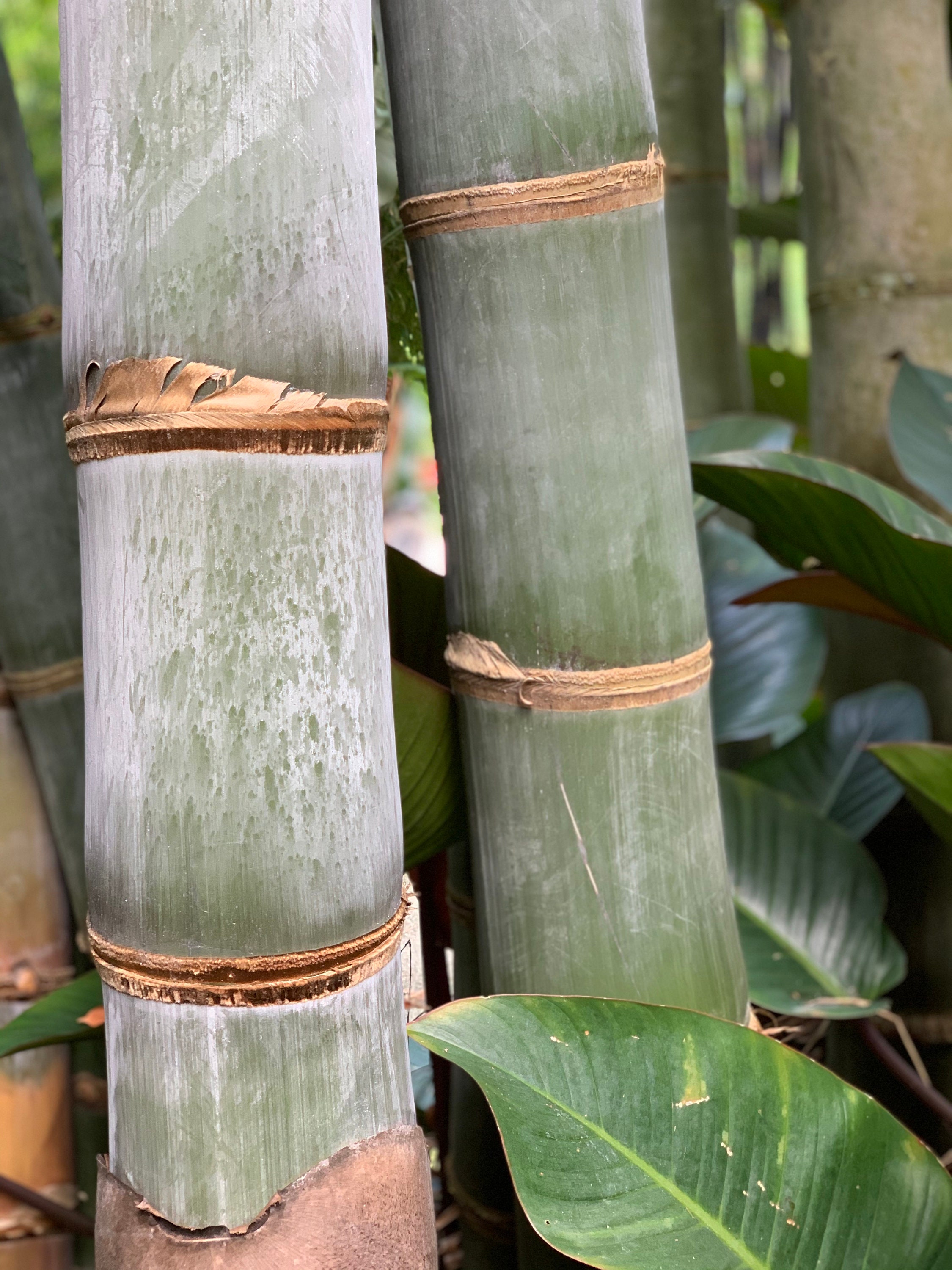 GIANT EDIBLE BAMBOO Dendrocalamus Giganteus 'quail Etsy