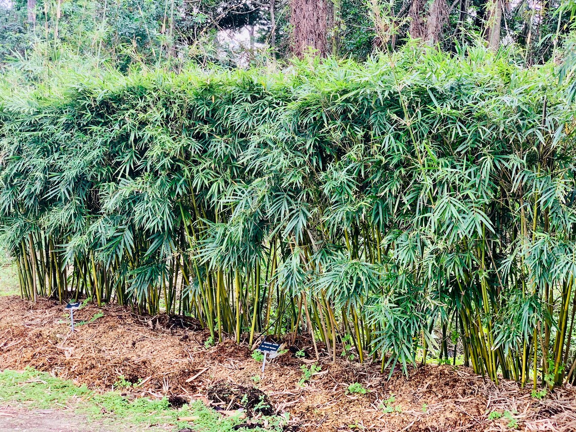 Dwarf Textilis Bamboo Bambusa Textilis 'rg Dwarf' Etsy Australia