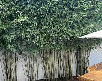 Graceful Bamboo - Bambusa textilis gracilis