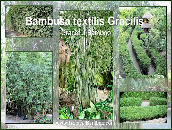 bambus holz gewicht Schneidebrett aus Bambus main image 0