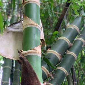 How to grow bamboo plants - Wikifarmer
