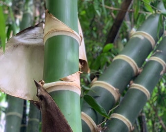 Guadua Bamboo - Guadua angustifolia **CLUMPING**