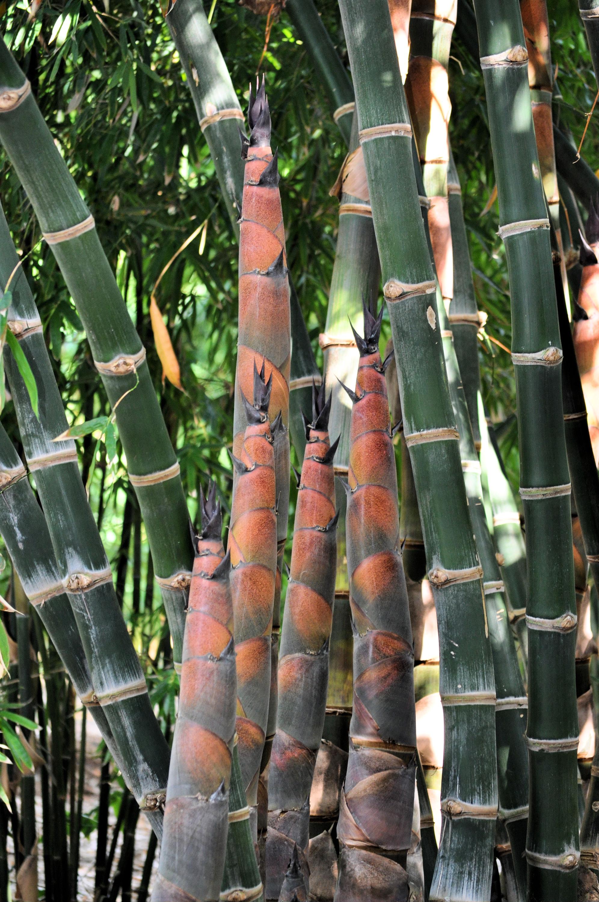Red Shoot Bamboo - Dendrocalamus Validus **NON-INVASIVE, CLUMPING