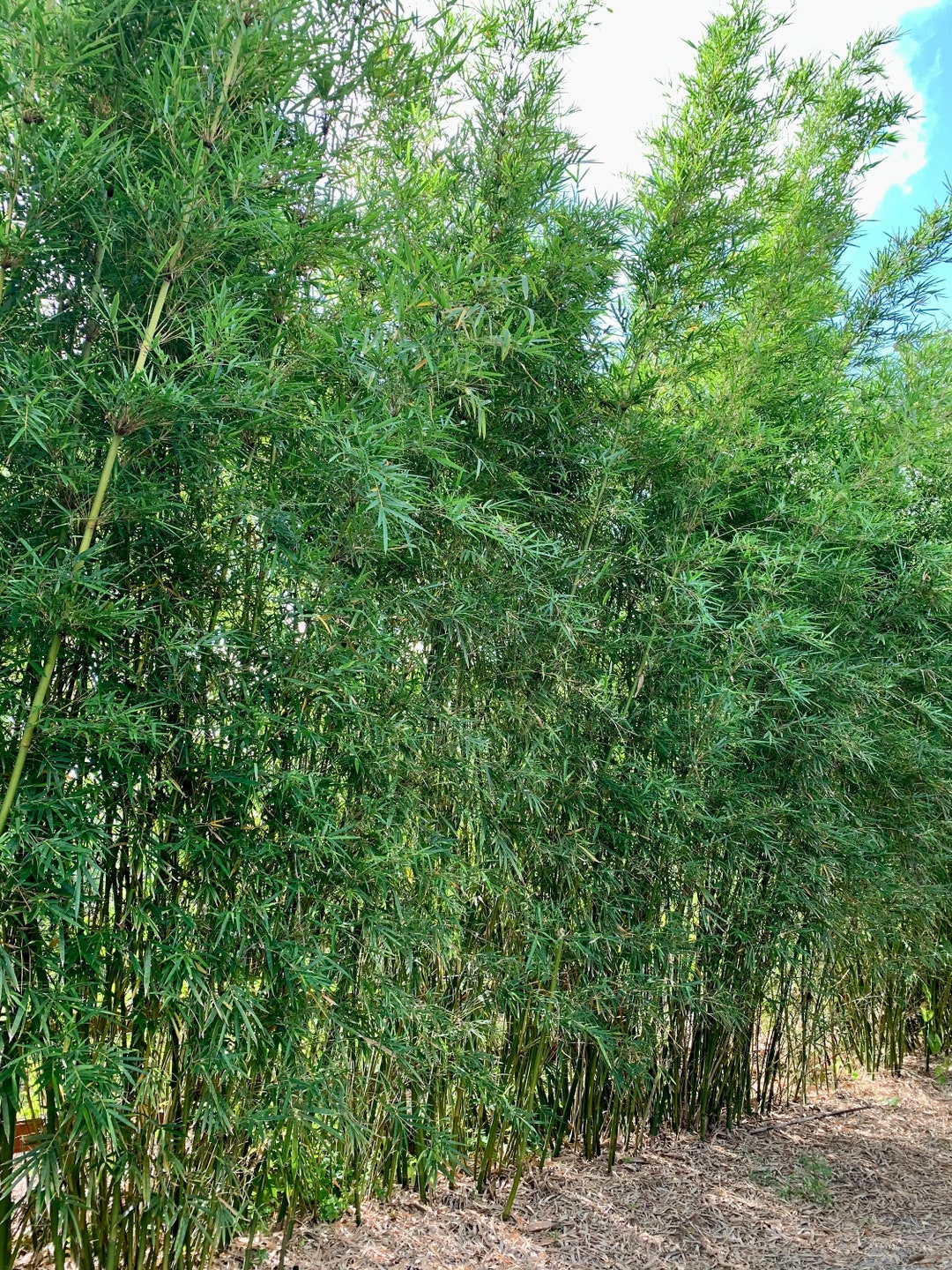 Dwarf Textilis Bamboo Bambusa Textilis 'rg Dwarf' Etsy