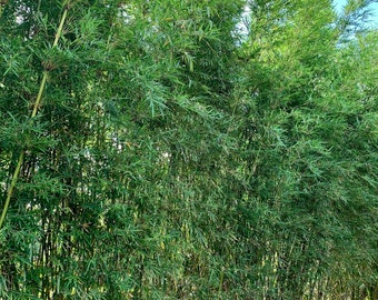 Dwarf textilis bamboo  - Bambusa textilis 'rg dwarf' **NON-INVASIVE, CLUMPING**