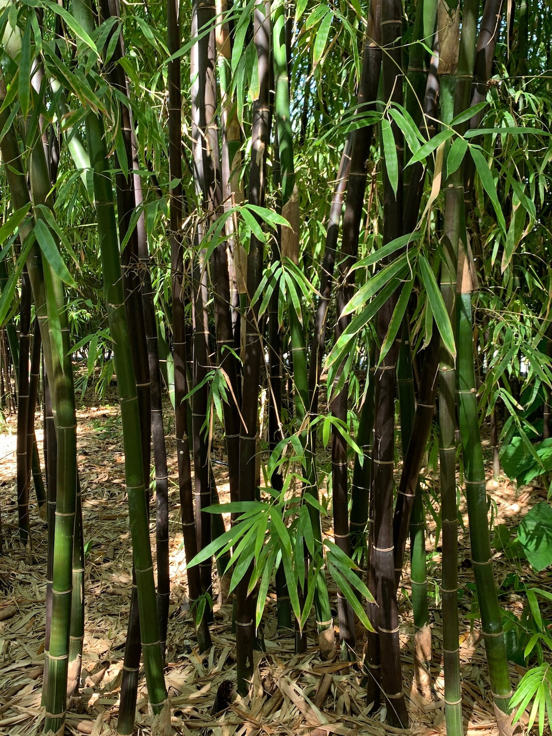 Timor Black Bamboo Bambusa Lako NONINVASIVE, CLUMPING Etsy