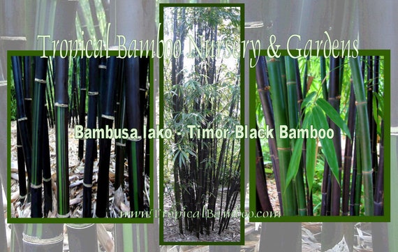 Timor Black Bamboo - Bambusa Lako *NON-INVASIVE, CLUMPING** - Etsy