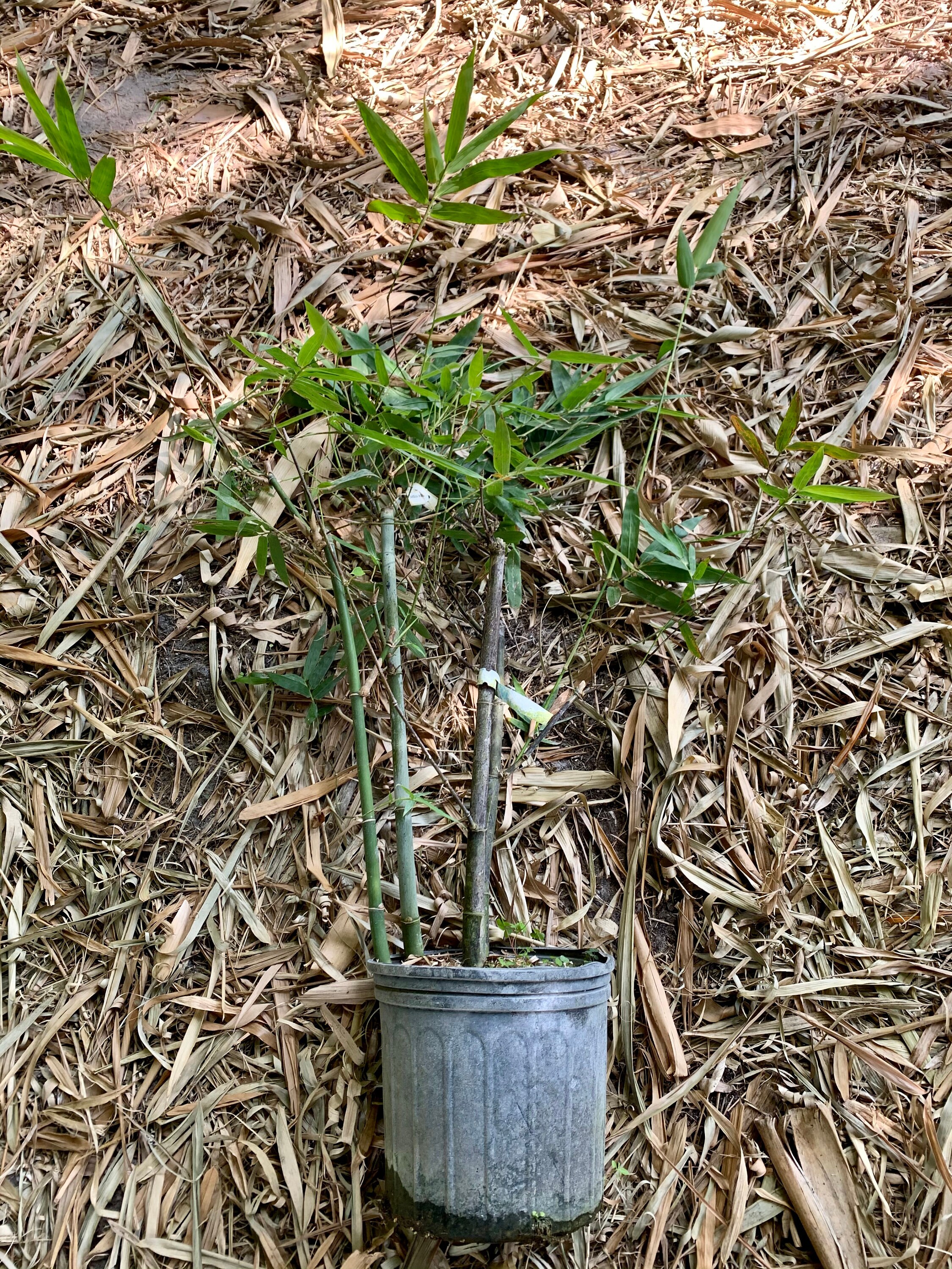 Guadua Bamboo - Guadua Angustifolia **CLUMPING** - Etsy
