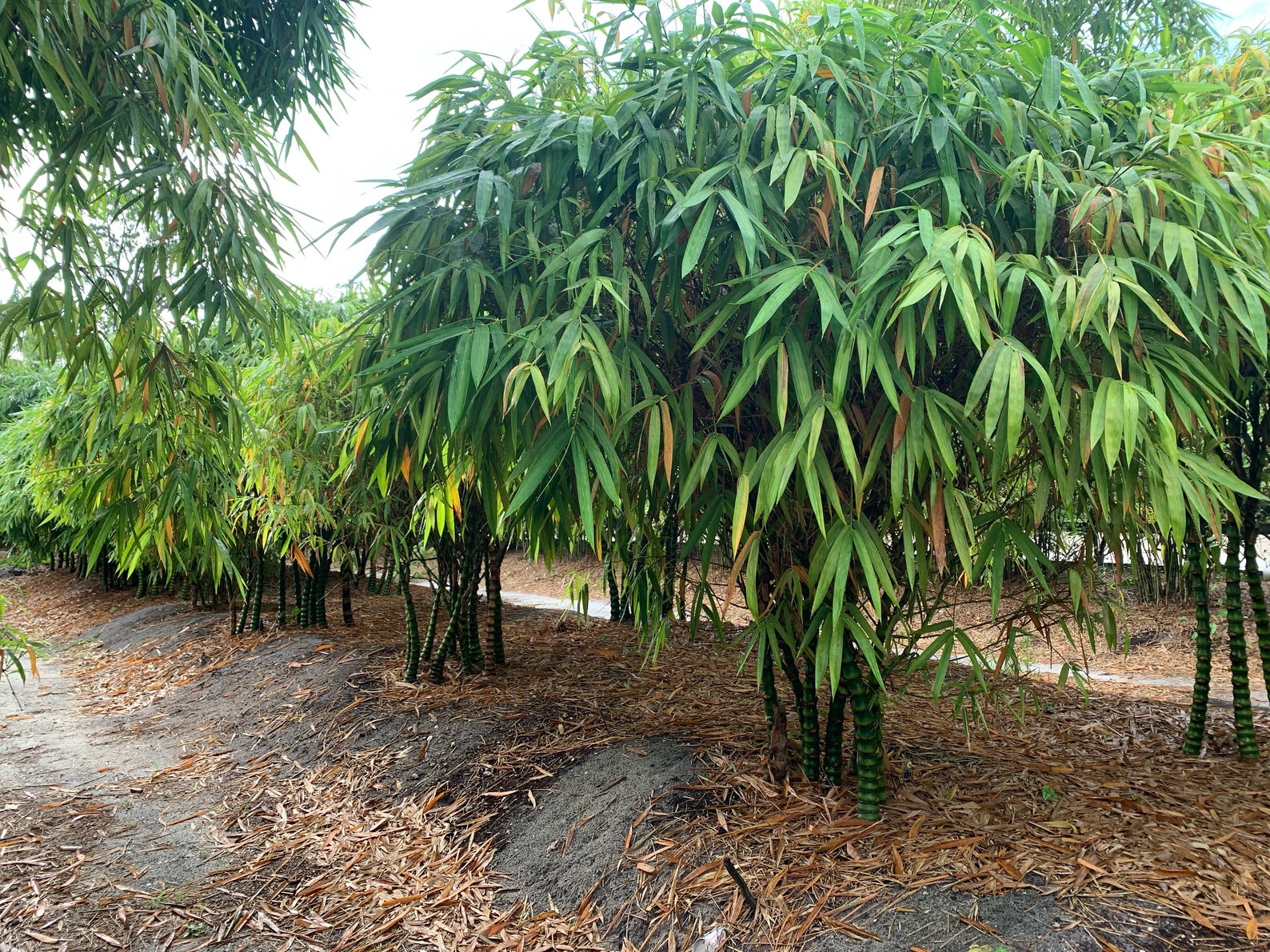 Dwarf Buddha Belly Bamboo NONINVASIVE, CLUMPING Etsy