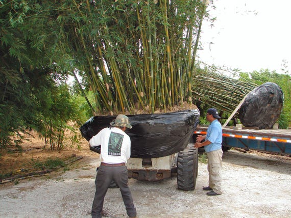 その他 bamboo Buy Japanese Timber Bamboo Online at Ty Ty Plant Nursery LLC