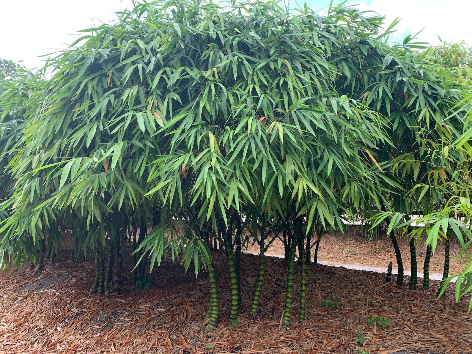 Dwarf Buddha Belly Bamboo NONINVASIVE, CLUMPING Etsy
