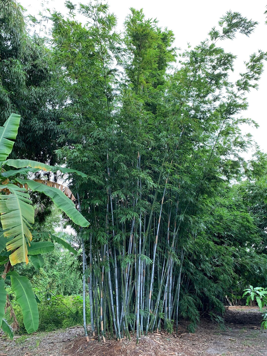 Tropical Blue Bamboo Bambusa Chungii NONINVASIVE, CLUMPING Etsy