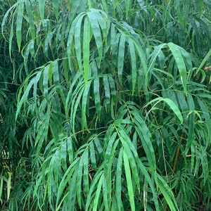 Elegant Bamboo Dendrocalamus elegans NON-INVASIVE, CLUMPING image 2