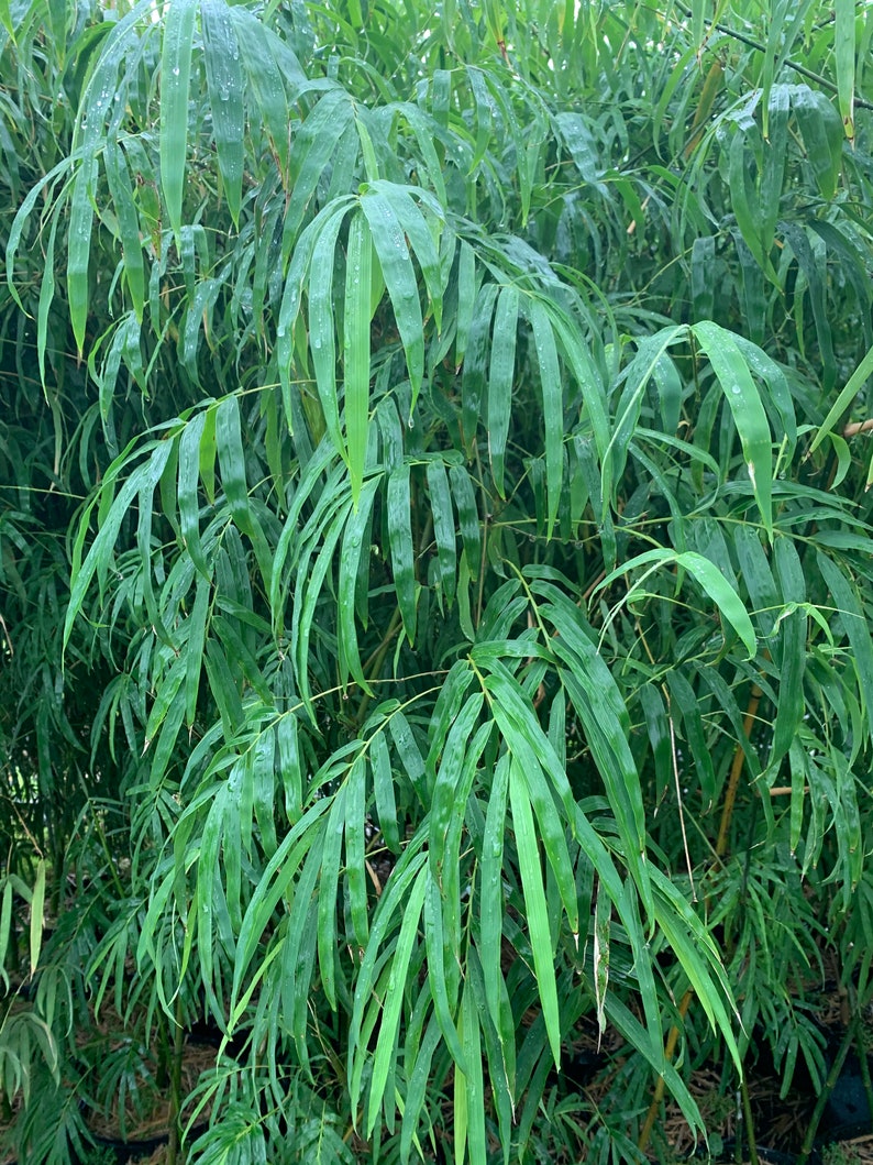 Elegant Bamboo Dendrocalamus elegans NON-INVASIVE, CLUMPING image 2