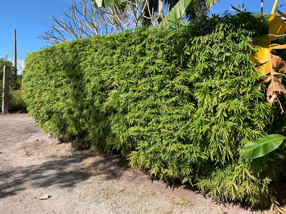 Chinese Dwarf Bamboo Bambusa Guangxiensis NONINVASIVE Etsy