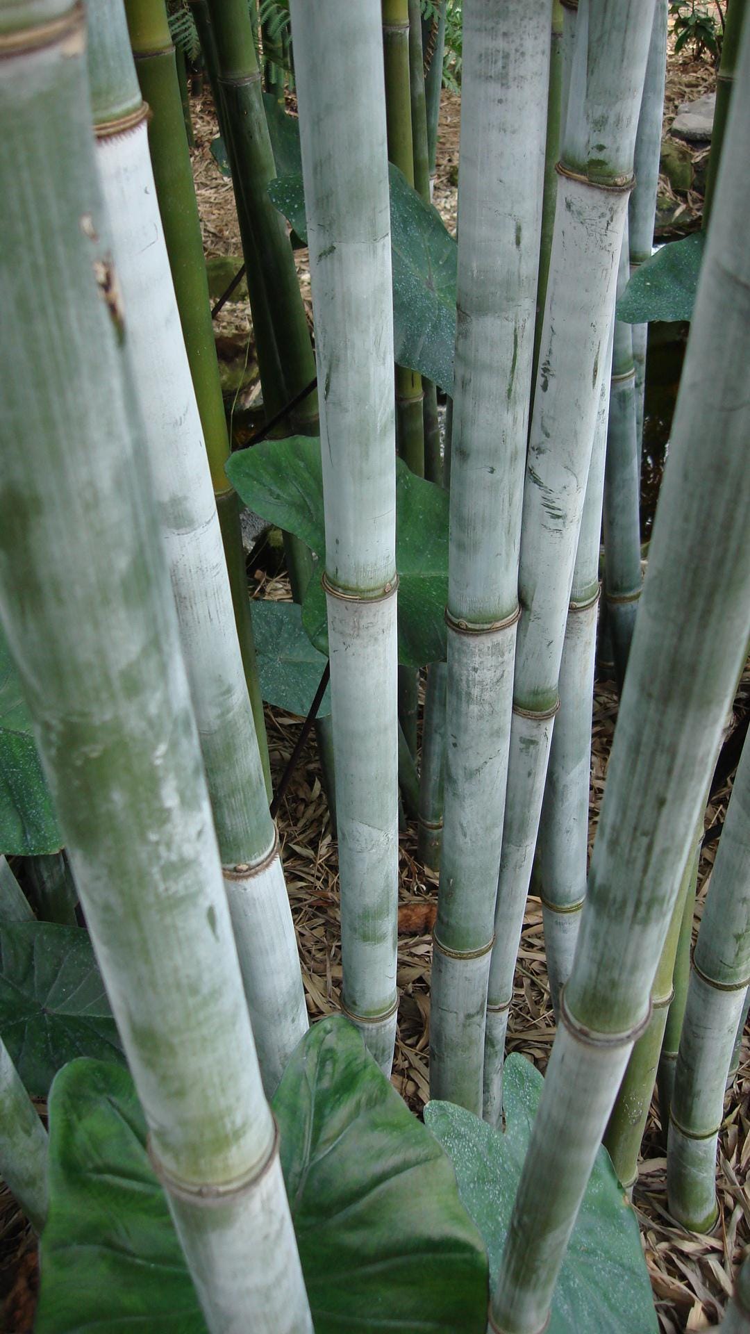 Tropical Blue Bamboo - Bambusa chungii **NON-INVASIVE, CLUMPING** - Etsy  sterreich