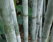 Stuoie Di Bambù. Scoprite Tutti I Suoi Usi : Studio - Foto 5