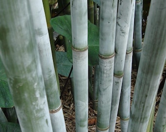 Tropical Blue Bamboo - Bambusa chungii **NON-INVASIVE, CLUMPING**