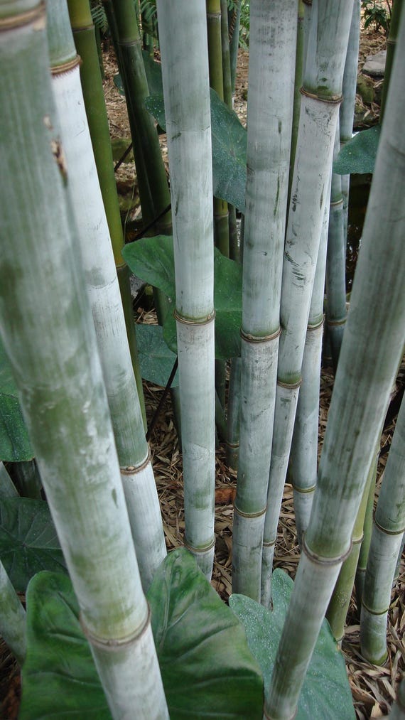 Tropical Blue Bamboo - Bambusa chungii **NON-INVASIVE, CLUMPING** - Etsy  sterreich