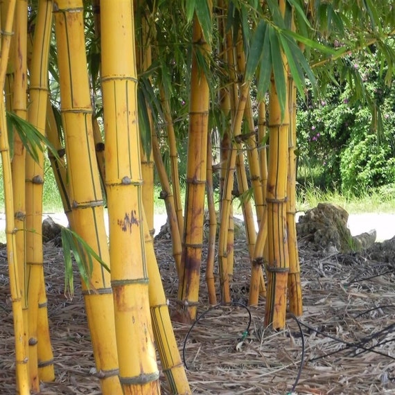 Golden Hawaiian Bamboo **NON-INVASIVE, CLUMPING** - Etsy.de