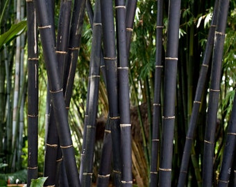 Tropical Black Bamboo - Gigantochloa atroviolacea **NON-INVASIVE, CLUMPING**