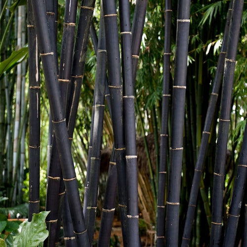 Tropical Black Bamboo Gigantochloa Atroviolacea Etsy
