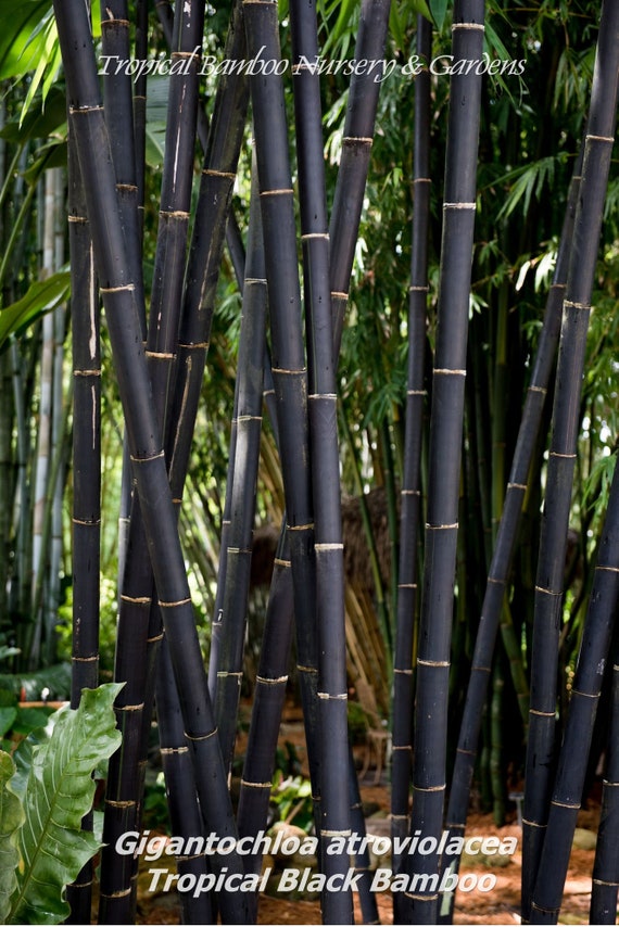 This Award-Winning Bamboo Eyewear Plants a Tree Every Time You Buy