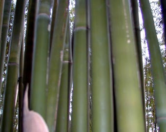 Seabreeze Bamboo - Bambusa malingensis **NON-INVASIVE, CLUMPING** - Etsy.de