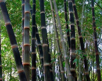 Black Asper - Dendrocalamus asper 'Betung Hitam' **NON-INVASIVE, CLUMPING**