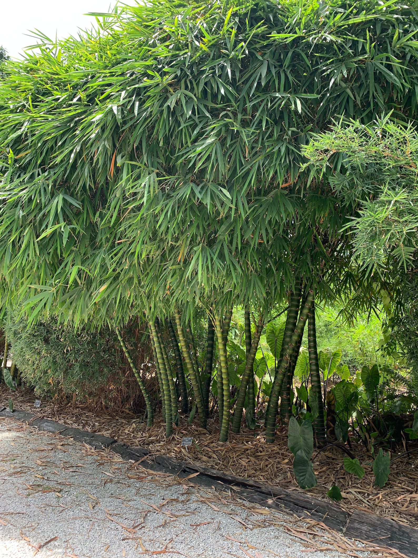 Dwarf Buddha Belly Bamboo NONINVASIVE, CLUMPING Etsy