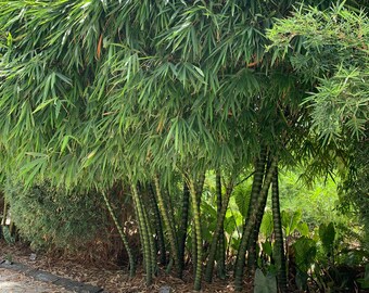 Bambú Vientre De Buda Enano 1 Planta Viva Bambusa Vulgaris Wamin Especimen Hermoso Unico Raro Bambu Aglutinante No Invasivo