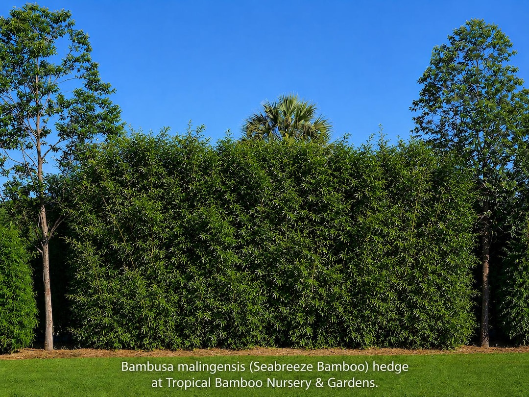 Seabreeze Bamboo - Bambusa Malingensis **NON-INVASIVE, CLUMPING