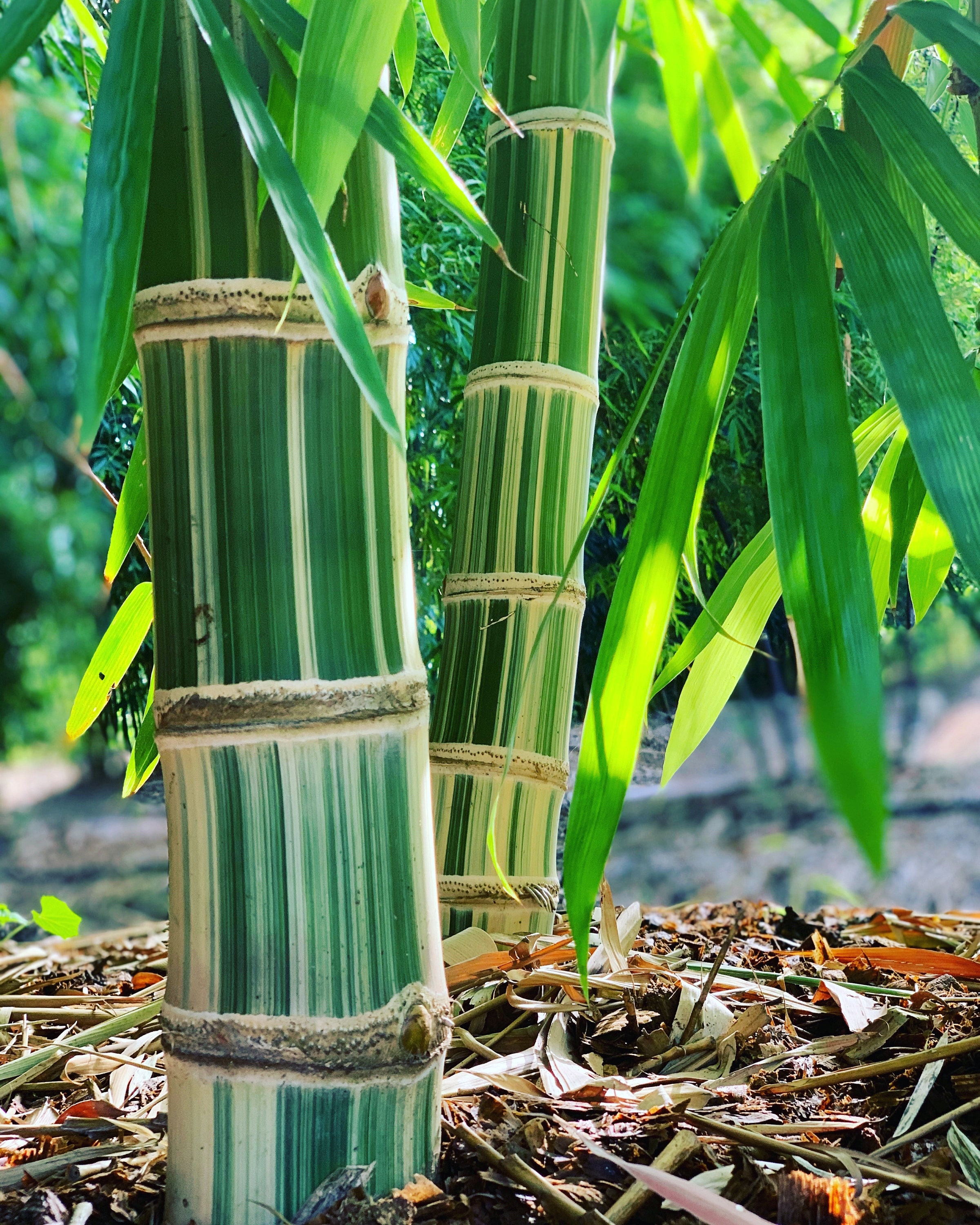Bamboo rhizome - Etsy.de