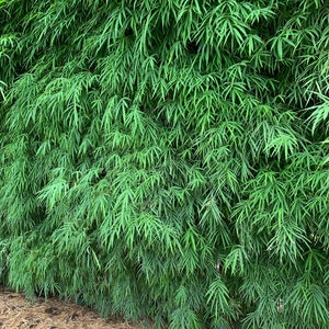 Elegant Bamboo Dendrocalamus elegans NON-INVASIVE, CLUMPING image 4