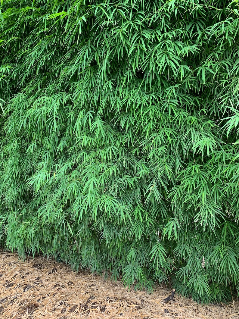 Elegant Bamboo Dendrocalamus elegans NON-INVASIVE, CLUMPING image 4