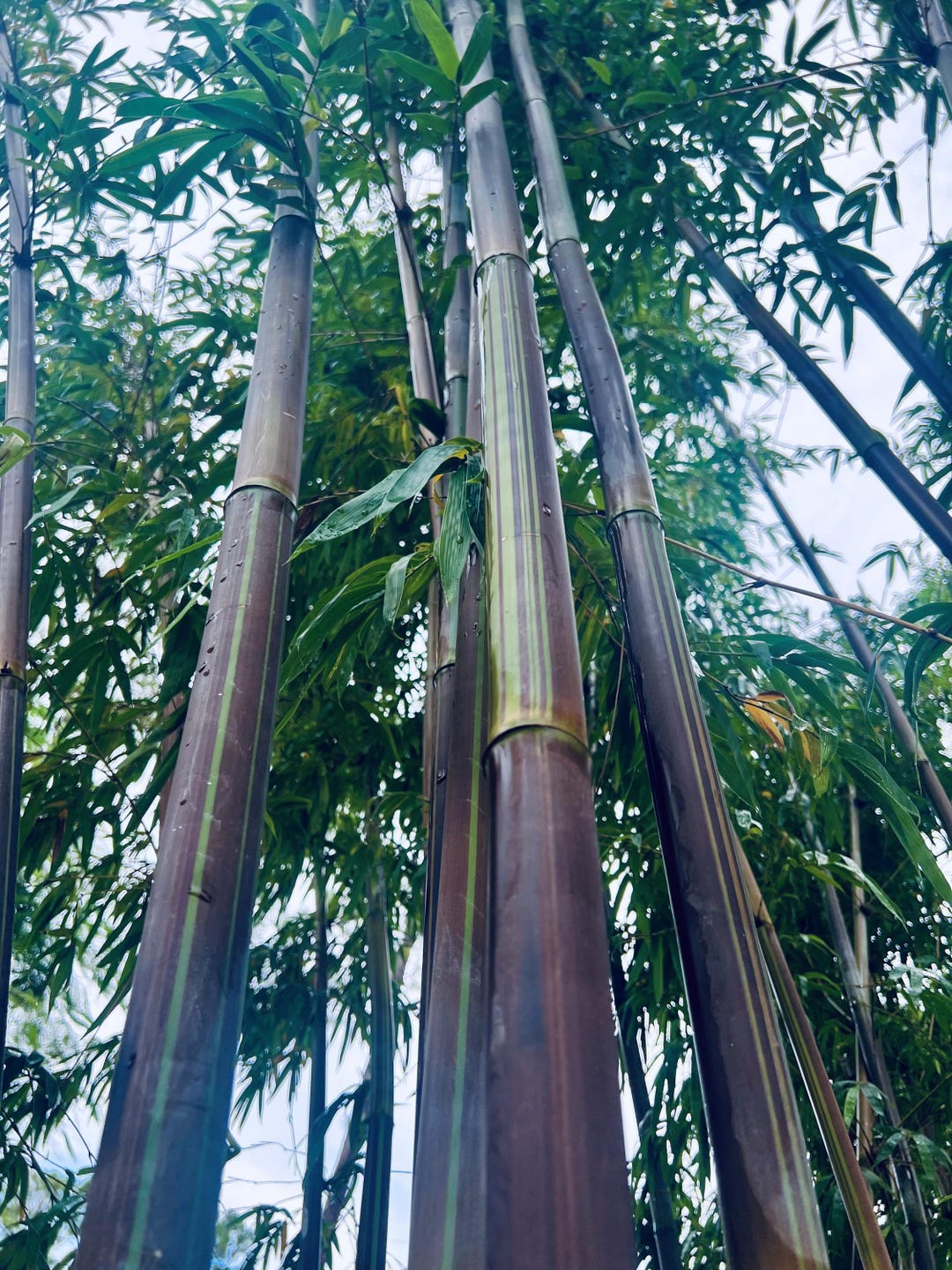 Black Textilis Bamboo Plants - Bambusa Textilis Purpurescens **NON