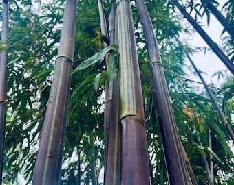 Black Textilis Bamboo plants - Bambusa textilis purpurescens **NON-INVASIVE, CLUMPING**