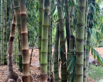 Asper Bamboo - Dendrocalamus asper **NON-INVASIVE, CLUMPING**