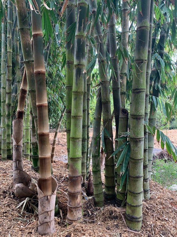 Asper Bamboo - Dendrocalamus asper **NON-INVASIVE, CLUMPING** - Etsy Schweiz