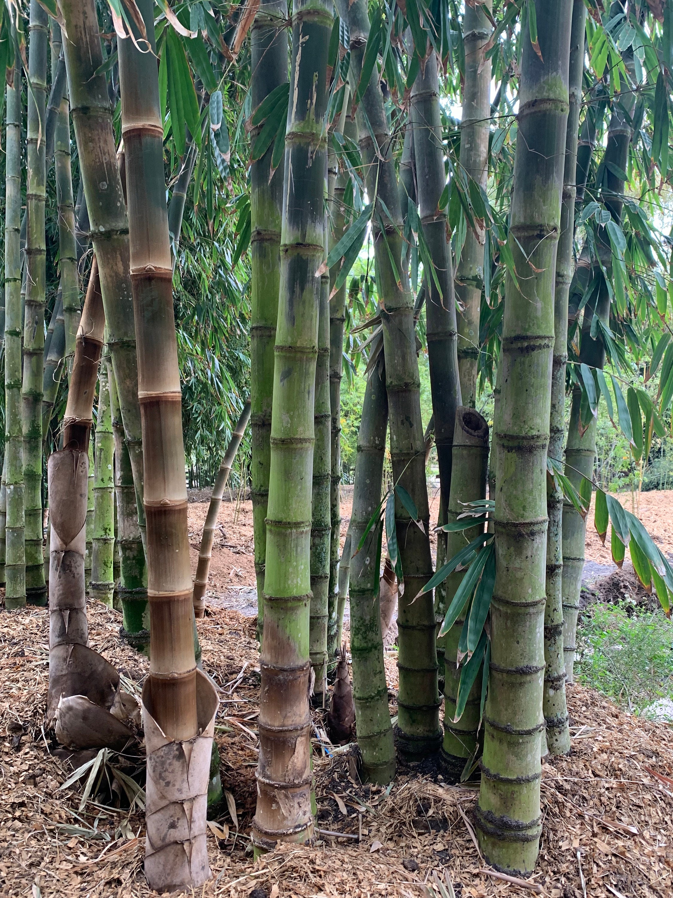 TropicalBambooInc - Etsy