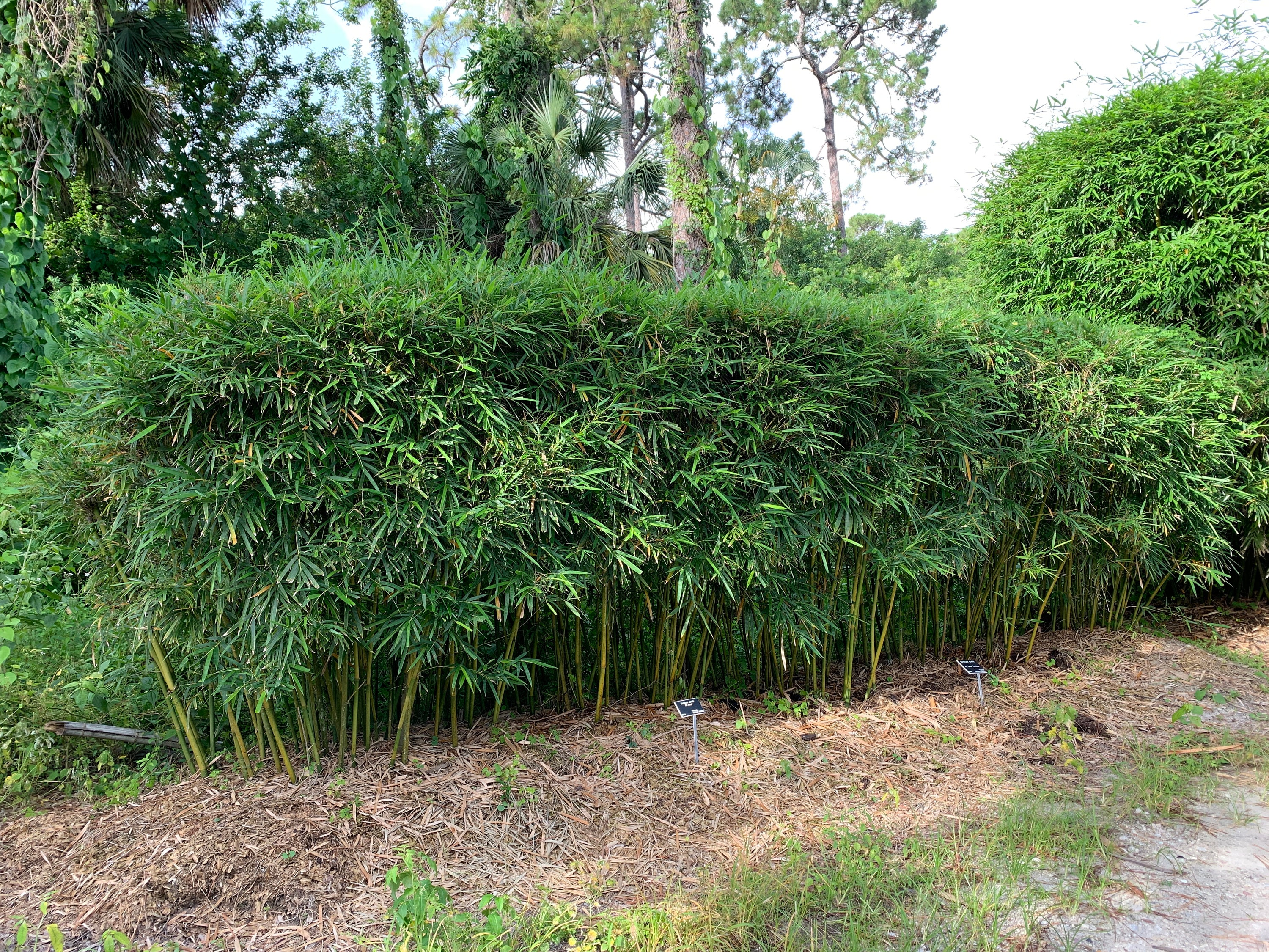 Dwarf Textilis Bamboo: Clumping Non-invasive Privacy Screen - Etsy