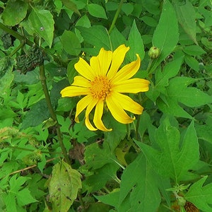 Mexican Sunflower (Tithonia Diversifolia) Cuttings