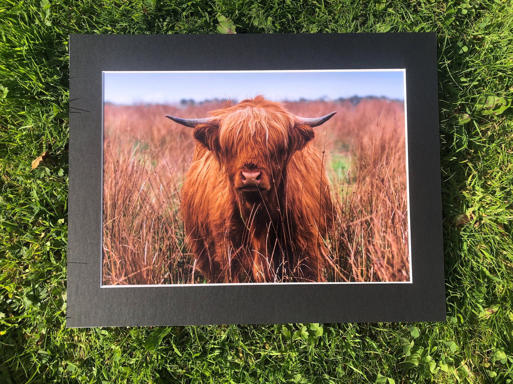 Wis that a highland coo Och aye the noo Highland Cow Etsy