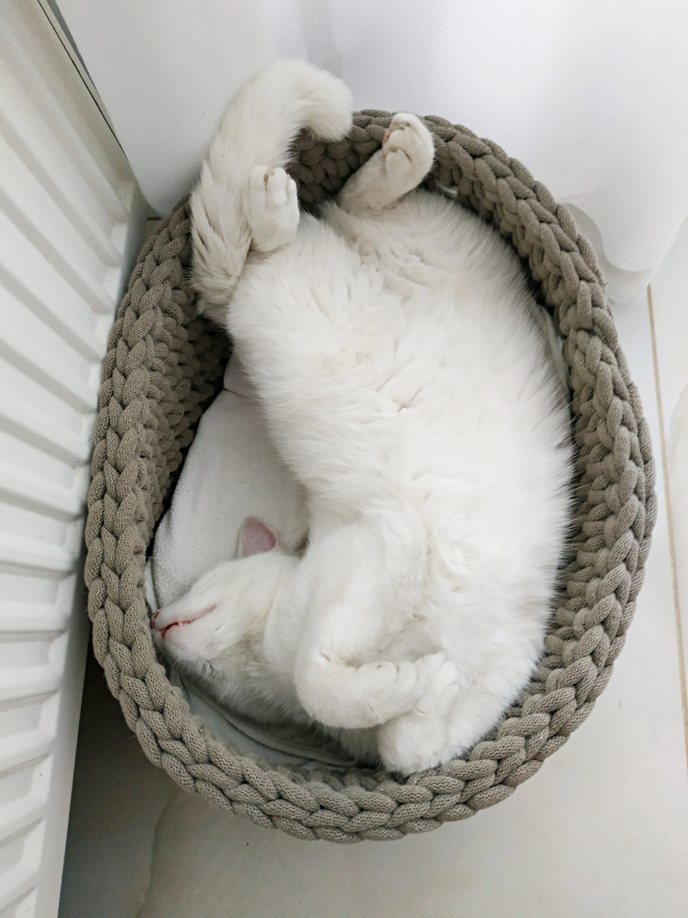 Cat Cave Oval Cat Bed Large Cotton Bed for Small Medium Big Etsy