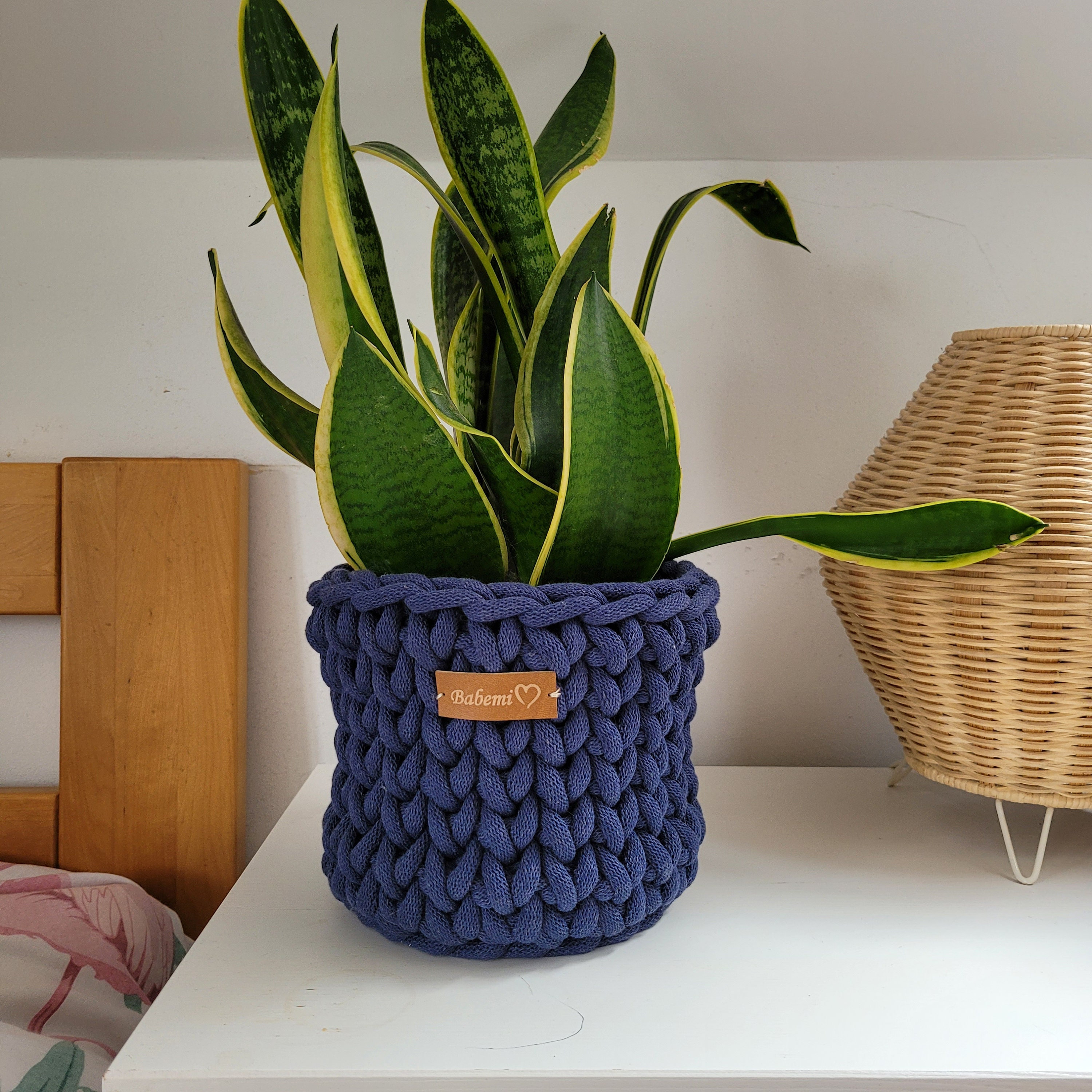 black coral snake plants Sansevieria 'Black Coral'