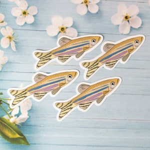 Autocollants de poisson zèbre, pack d'autocollants scientifiques, autocollant en vinyle de biologie marine, autocollant scientifique pour ordinateur portable, organisme modèle d'autocollant de laboratoire de tige