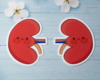 Kidney sticker, nephrology waterproof science sticker, lab technician gift, vinyl decal, researcher laptop sticker, human organs sticker