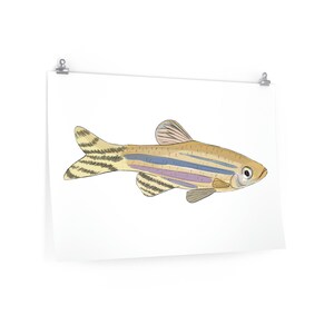 impressão de peixe-zebra, impressão de arte científica